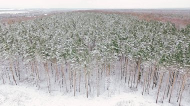 Karla kaplı ağaçlarla kaplı kış ormanı