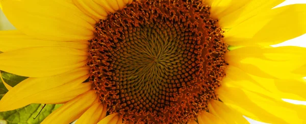 Panoramiczne Uprawy Słonecznika Makro Szczegółami Żywym Kolorem — Zdjęcie stockowe