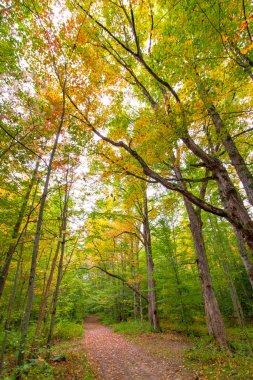New England sonbaharında ormanda huzurlu bir yürüyüş.