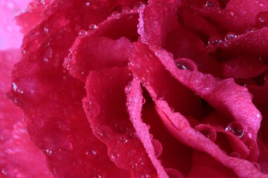 Canlı pembe çiçek yapraklarının üzerine parlak, berrak çiy damlaları, uç makro