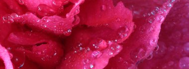 Canlı pembe çiçek yapraklarının üzerine parlak, berrak çiy damlaları, uç makro