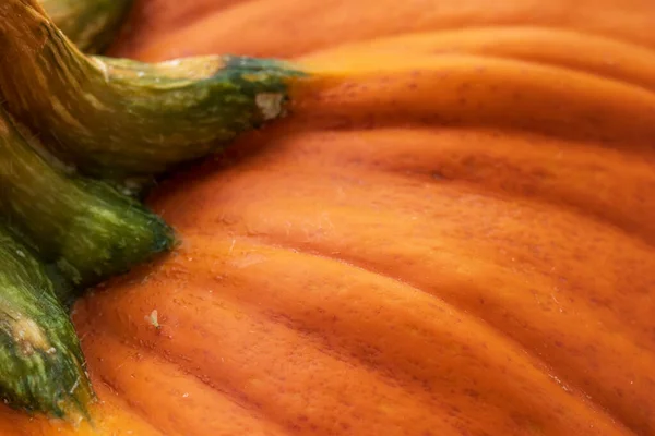 Yeşil saplı balkabağı ve yüzeyde küçük sinek görüntüsü