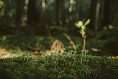 Ağacın önündeki bir işaret.
