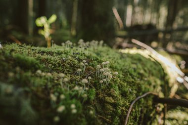 Çiçek bahçesine yakın çekim