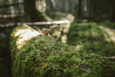 Bir bahçeye yakın çekim