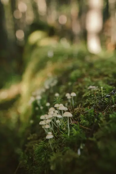 Un gros plan d'une fleur — Photo