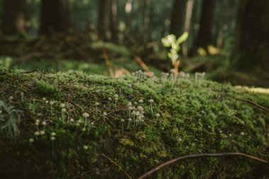 Çiçek bahçesine yakın çekim