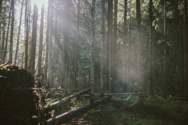 Ormanda büyük bir ağaç