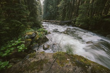 Ormanda büyük bir şelale.