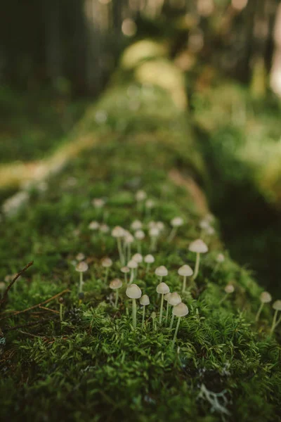 いくつかの茂みの終わり — ストック写真