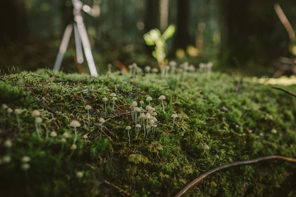 Un gros plan d'un jardin de fleurs — Photo