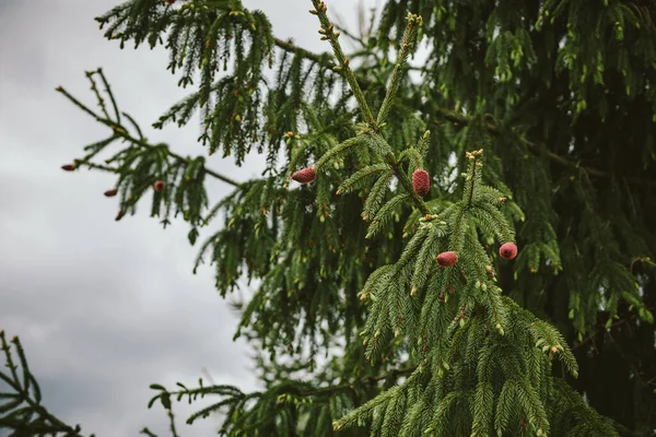 Um close-up de uma árvore de fruto — Fotografia de Stock