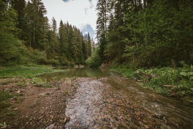 Ormanın yakınındaki tren raylarından geçen bir tren.