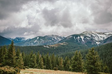 Arkasında dağ olan bir ağaç.