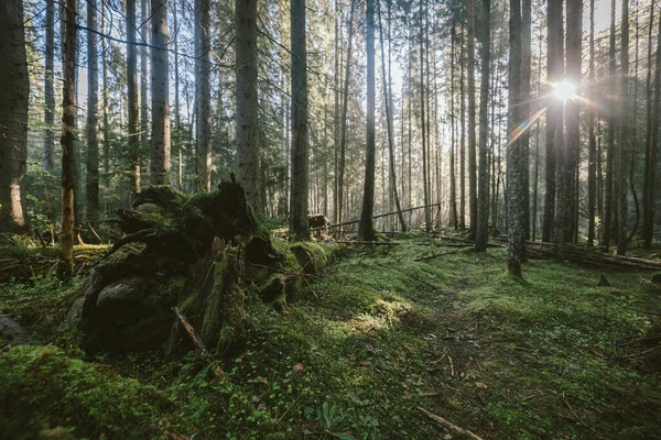 Ormanın ortasında bir ağaç. — Stok fotoğraf