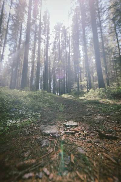 Un árbol grande en un bosque — Foto de Stock