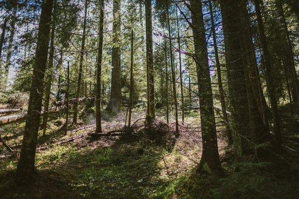 Een boom in een bos — Stockfoto