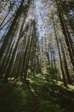 Ormanda büyük bir ağaç