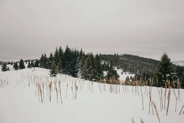雪に覆われた畑の上に立つ人々のグループ — ストック写真