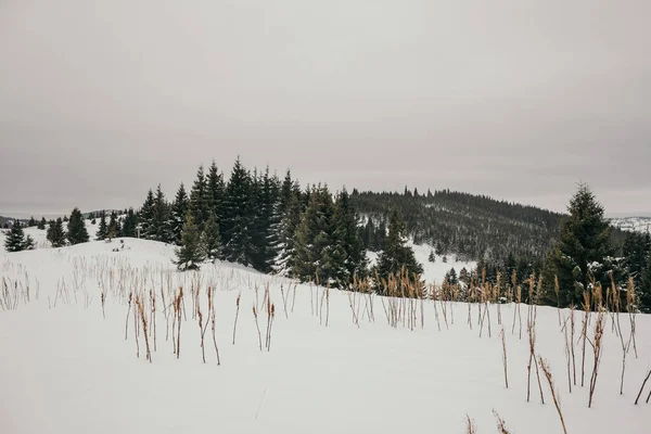 Um grupo de pessoas em pé em cima de um campo coberto de neve — Fotografia de Stock