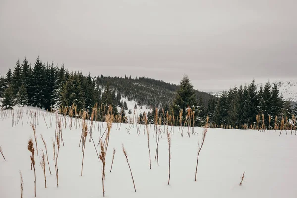 Karla kaplı bir tarlanın tepesinde duran bir grup insan. — Stok fotoğraf