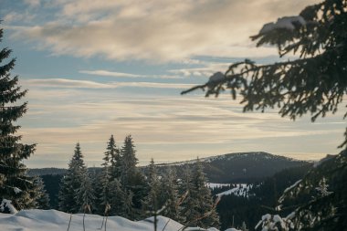 Karda dağ olan bir ağaç.