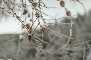 Ağaç dalına tünemiş küçük bir kuş
