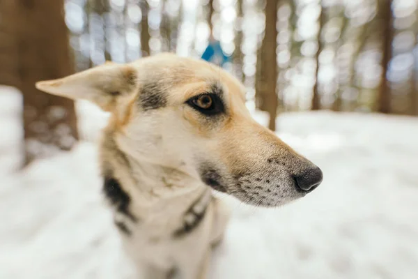 Un primer plano de un perro —  Fotos de Stock