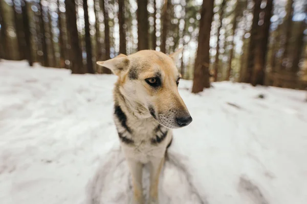 Un perro que está de pie en la nieve — Foto de Stock