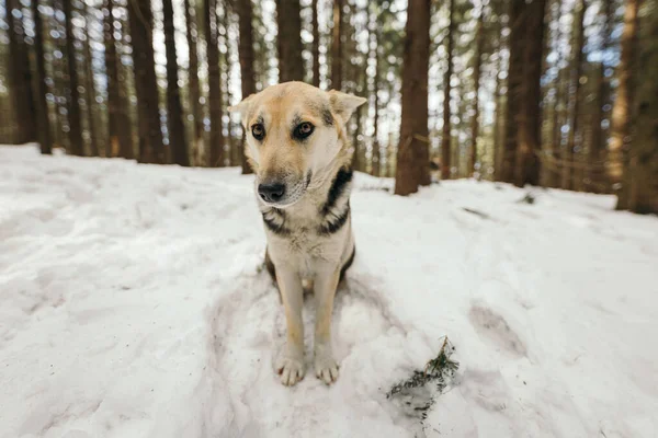 Un perro que está cubierto de nieve —  Fotos de Stock