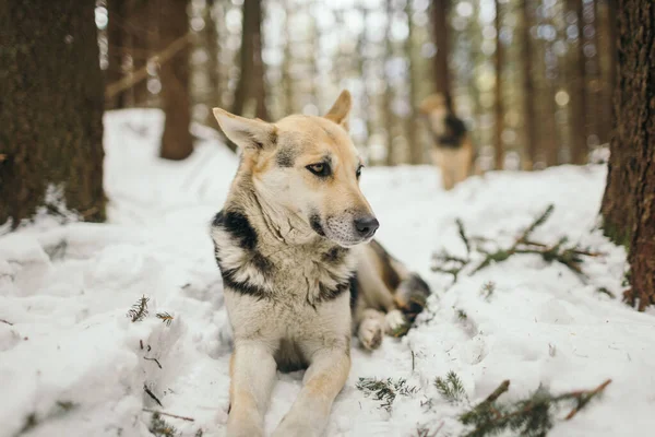 Un perro que está cubierto de nieve — Foto de Stock