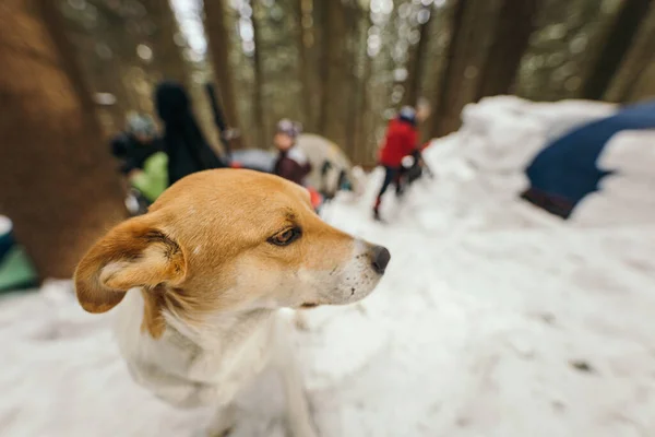 Un perro sentado en la nieve — Foto de Stock