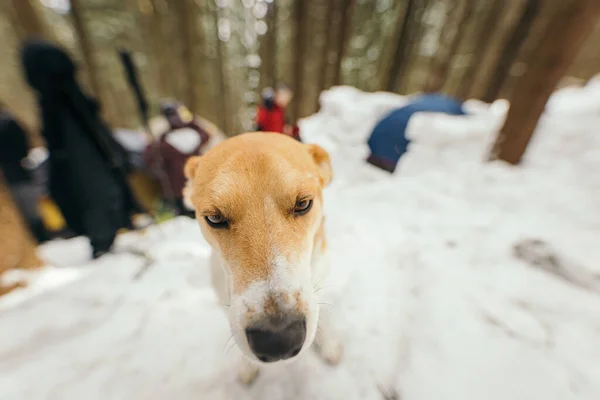 Un perro sentado en la nieve —  Fotos de Stock