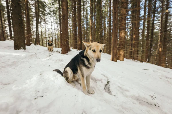 Un perro que está de pie en la nieve — Foto de Stock