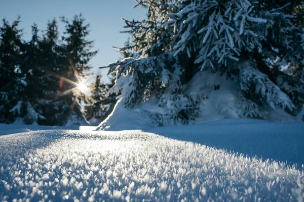Gros plan d'un arbre couvert de neige — Photo
