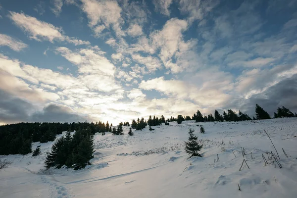 Ein Schwarm Vögel steht auf einem schneebedeckten Feld — Stockfoto