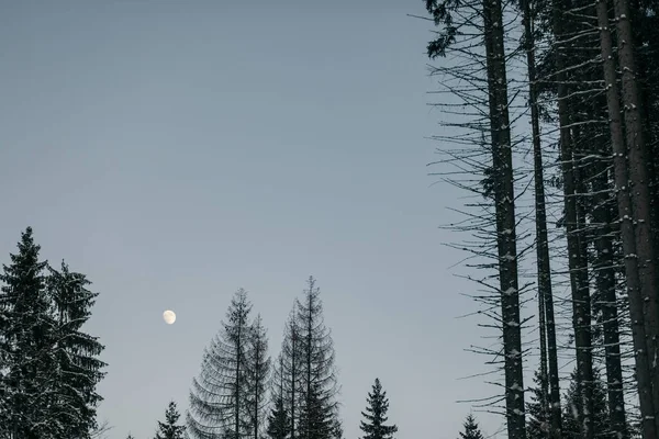 Un árbol en la nieve viaja — Foto de Stock