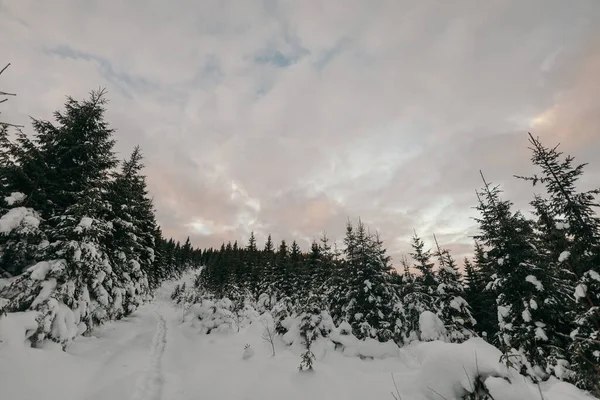 Uma árvore coberta de neve — Fotografia de Stock