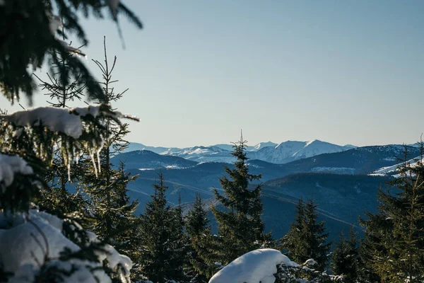 Nahaufnahme eines schneebedeckten Baumes — Stockfoto