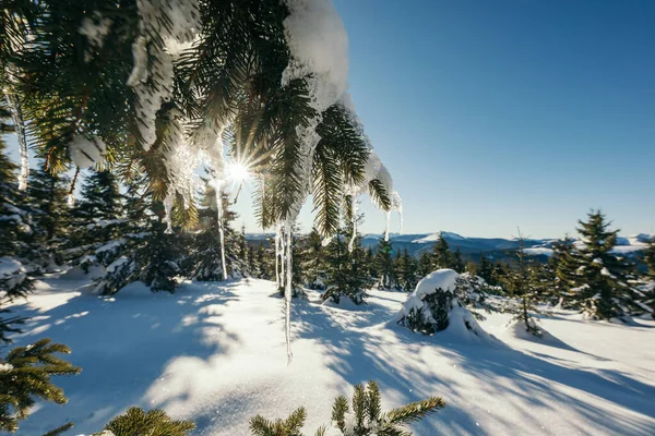 Um close de uma árvore coberta de neve — Fotografia de Stock