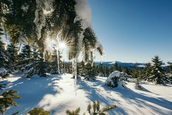 Nahaufnahme eines schneebedeckten Baumes — Stockfoto