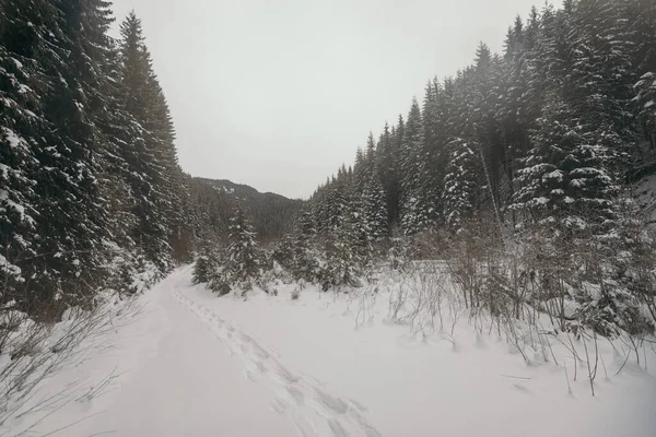 Uma pessoa esqui cross country na neve — Fotografia de Stock