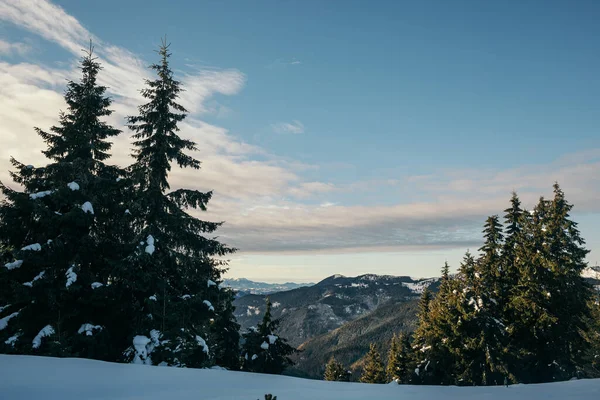 Ein Baum mit einem Berg im Schnee — Stockfoto