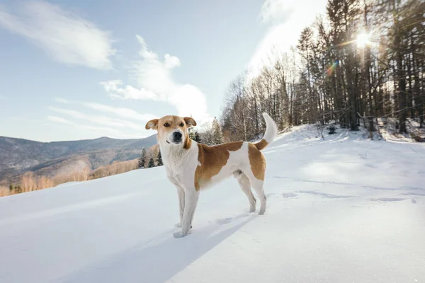 Un perro que está de pie en la nieve — Foto de Stock