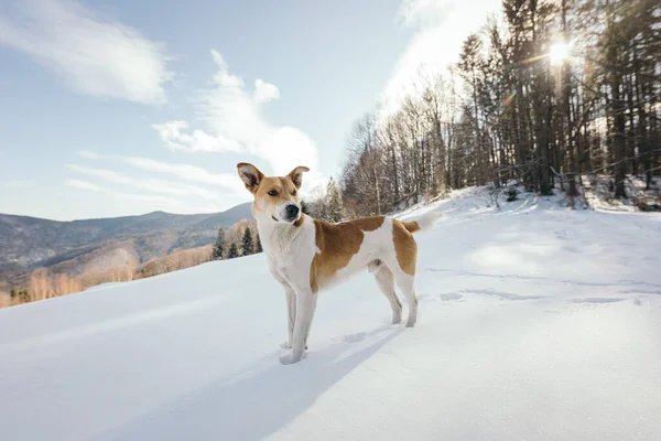 Un perro que está de pie en la nieve — Foto de Stock