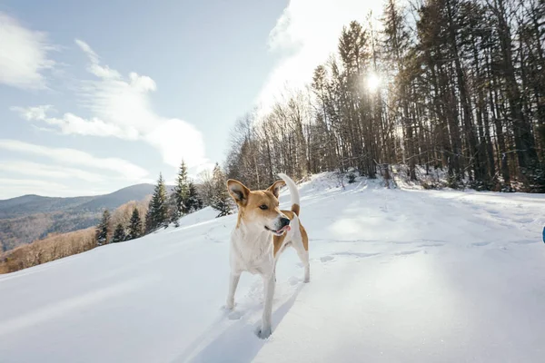 Un perro que está cubierto de nieve — Foto de Stock