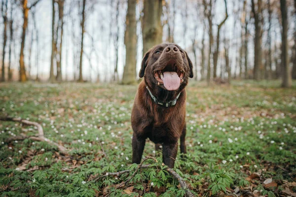 En hund som står på ett grästäckt fält — Stockfoto