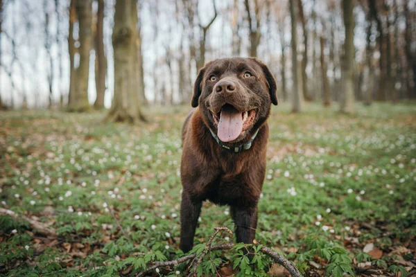 En brun och svart hund står på gräs — Stockfoto