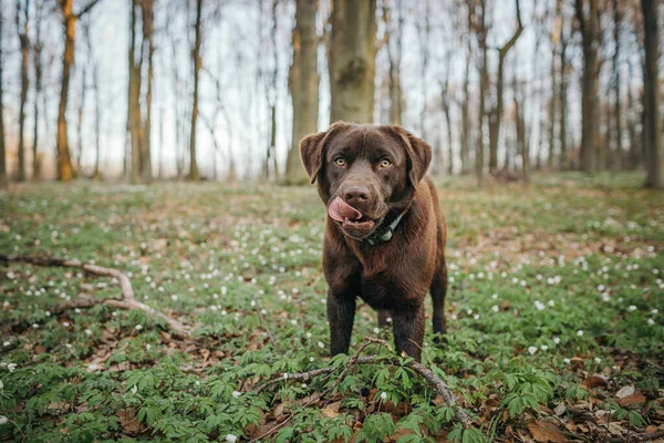 En brun och svart hund som står på ett grästäckt fält — Stockfoto
