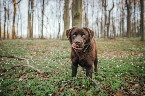 Çimlerin üzerinde duran kahverengi ve siyah bir köpek.